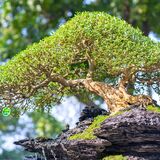 Tipos de bonsai: características de Hokidachi, Moyogi e muito mais!