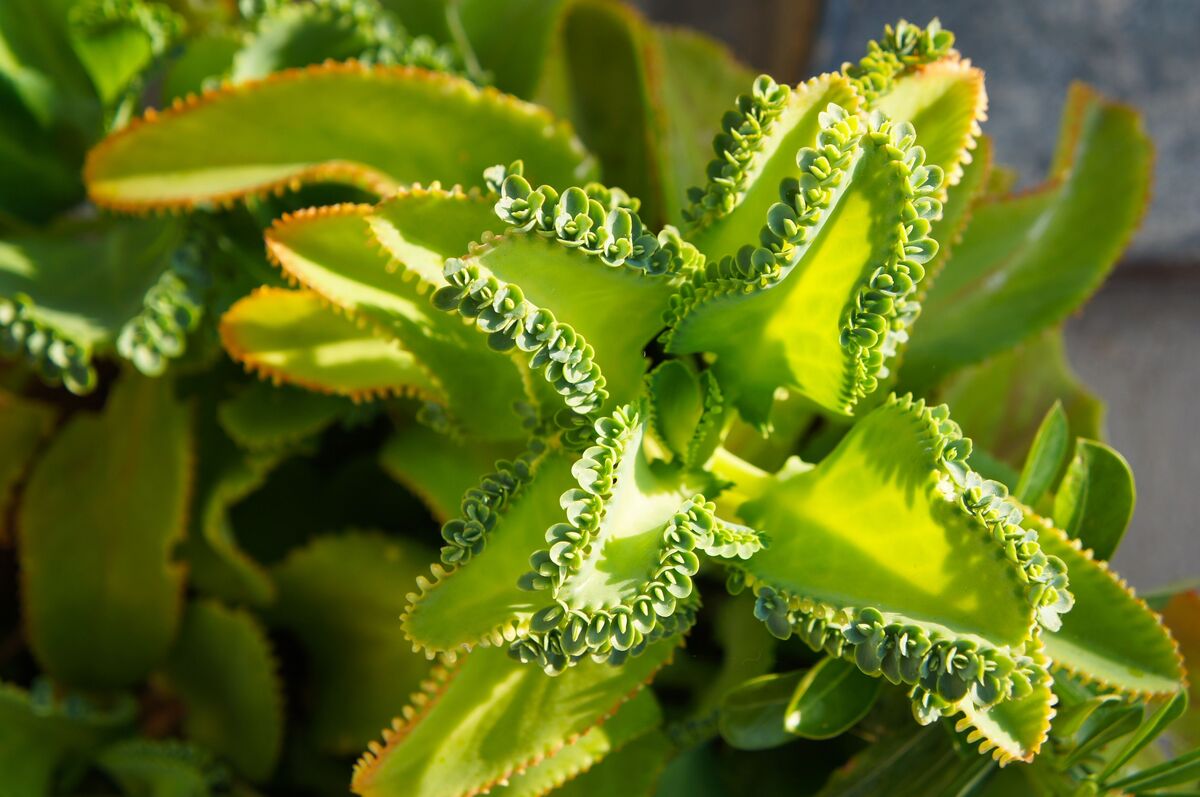 Kalanchoe laetivirens фото