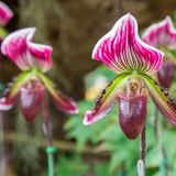 Orquídea Sapatinho: saiba como cuidar, seus tipos e muito mais 