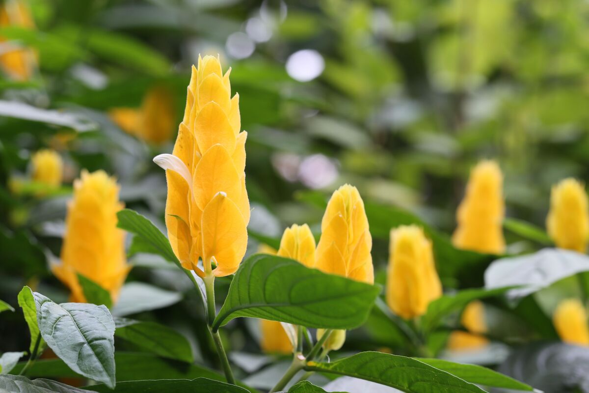Camarão amarelo: como cuidar da planta, sua flor, curiosidades e mais!