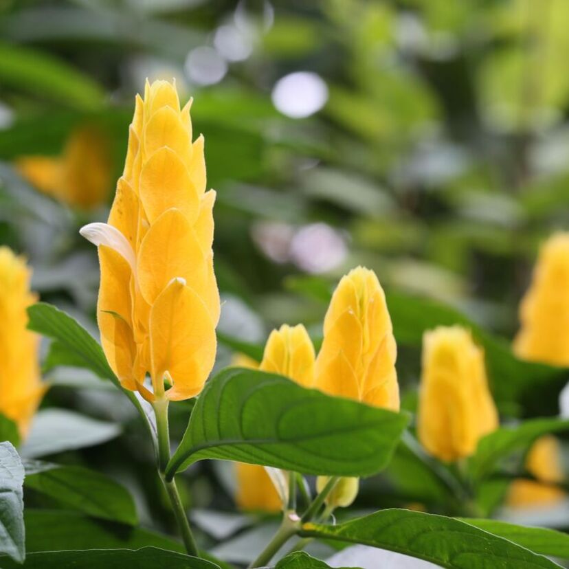 Camarão amarelo: como cuidar da planta, sua flor, curiosidades e mais!
