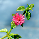 Rosinha do sol: como cuidar, flores e muito mais sobre esta planta!