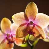 Como cultivar orquídeas: em vasos, tronco, apartamento e mais!