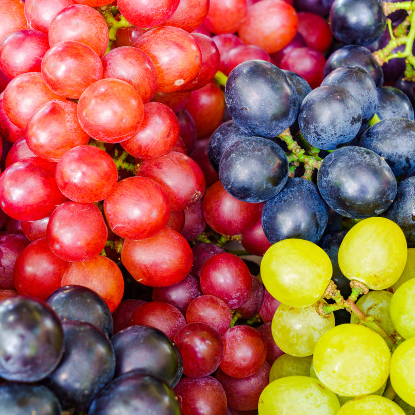 Como plantar uva em vaso: como cultivar, colheita, época e mais!