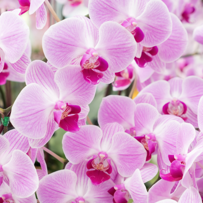 Orquídeas phalaenopsis: como cuidar, dicas de cultivo e muito mais!