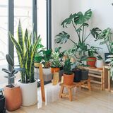 Plantas ornamentais para interiores: as melhores para se ter em casa!