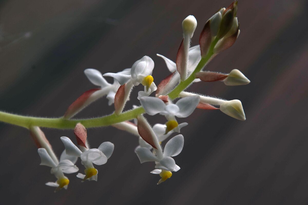Ludisia discolor: como cuidar da orquídea, características e mais!