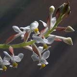 Ludisia discolor: como cuidar da orquídea, características e mais!