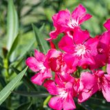 Flor espirradeira: como cuidar desta planta tóxica e muito mais!