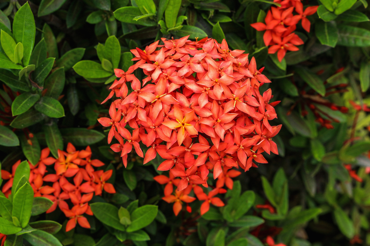 Ixora chinensis: como cuidar, floração, características, paisagismo e mais!