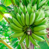 Como plantar banana: com mudas, dicas de cuidados e muito mais!