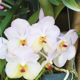 Orquídea branca: como cuidar, significado e as variadas espécies!