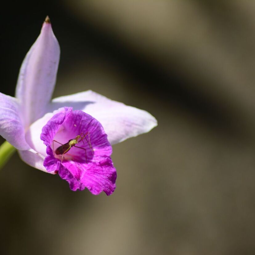 Tipos de orquídea da terra: conheça variações da queridinha do Brasil!