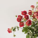 Tipos de rosas: do deserto, rasteira, arbustiva e muito mais!