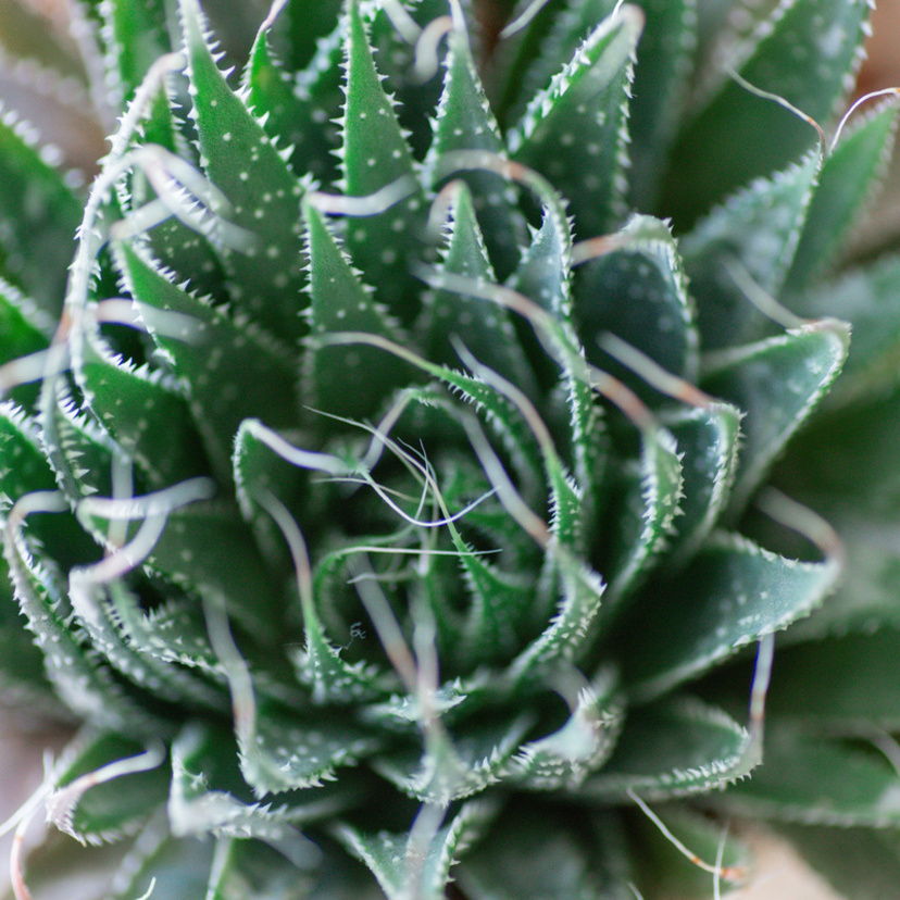 Aloe aristata: como cuidar da suculenta, suas características e mais!