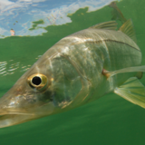 Peixe robalo: espécies, hábitos, equipamentos para pesca, dicas e mais!