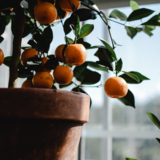 Frutíferas em vaso: onde comprar, quais árvores plantar e mais!