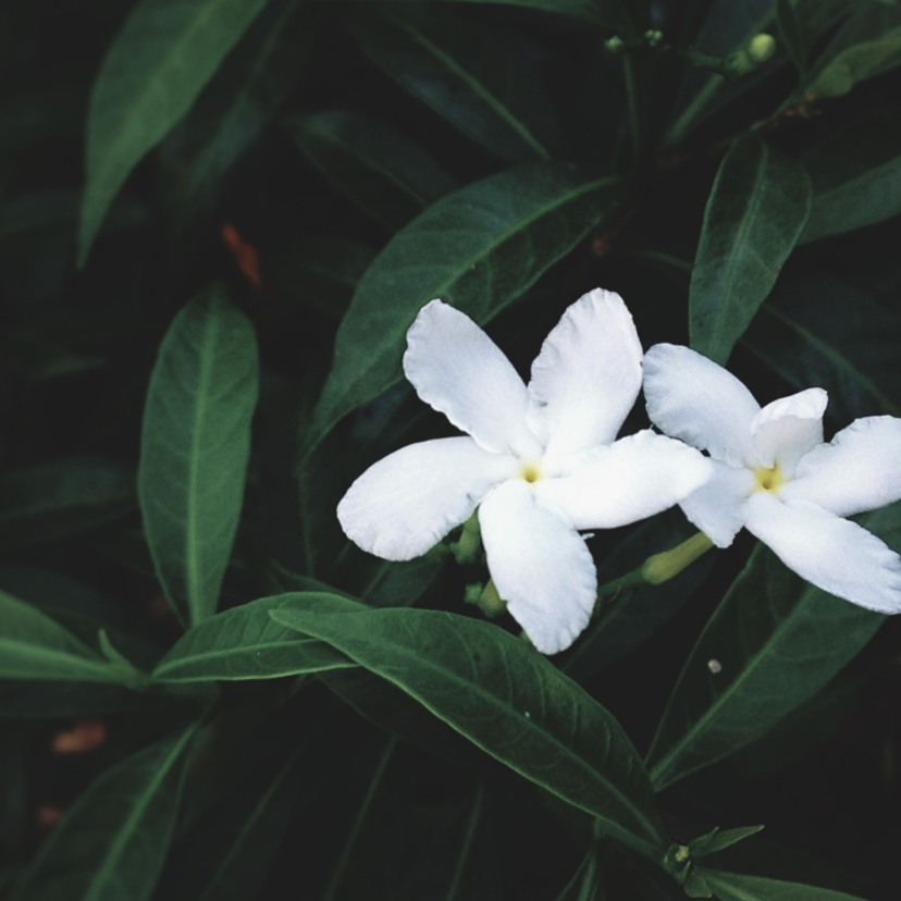 Jasmim-árabe: como cultivar esta bela flor que se abre de noite e mais!