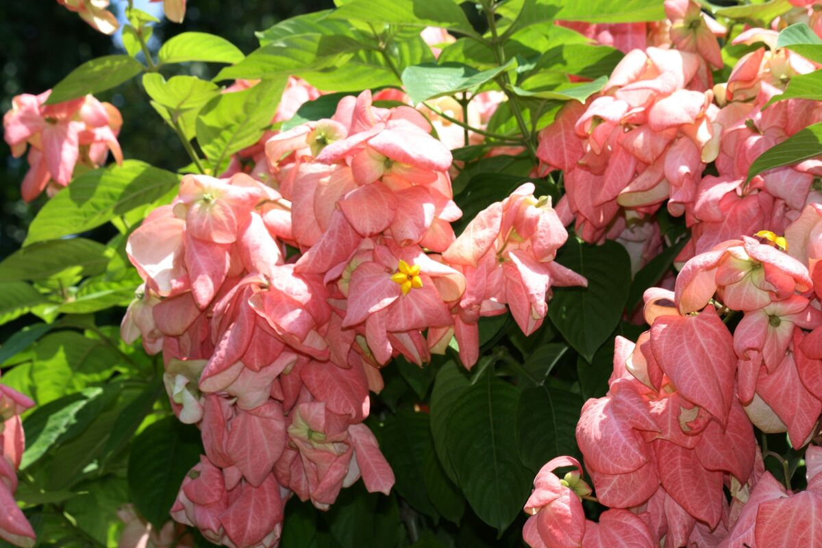 Mussaenda rosa: como cuidar, características de sua flor e mais!