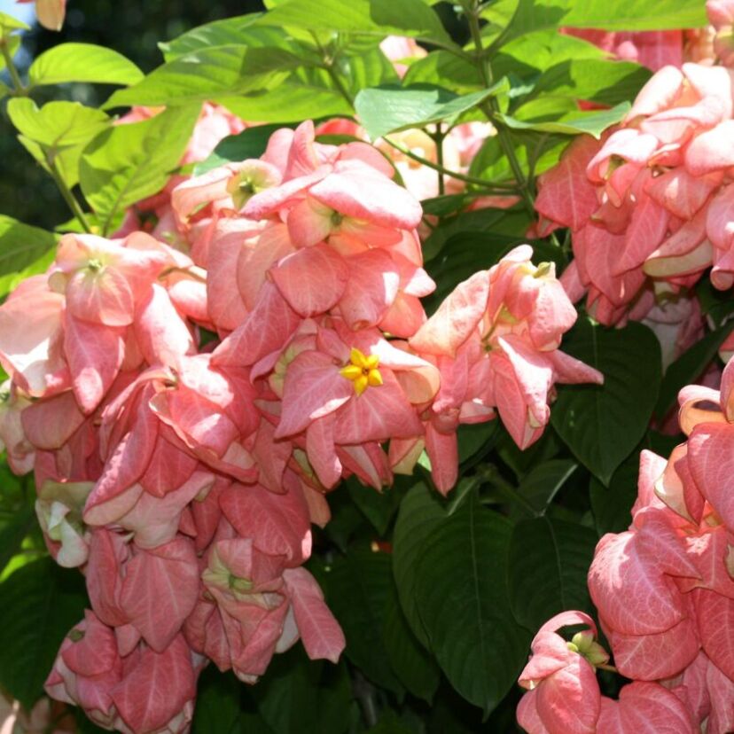 Mussaenda rosa: como cuidar, características de sua flor e mais!