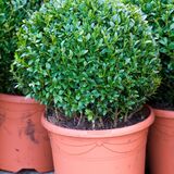 Buxus sempervirens: características e dicas de cuidado com este arbusto!
