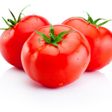 Pé de tomate: tipos, em vaso, como cuidar, manutenção e mais!