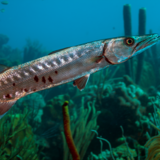 Peixe Barracuda: pesca, habitat, características e mais!