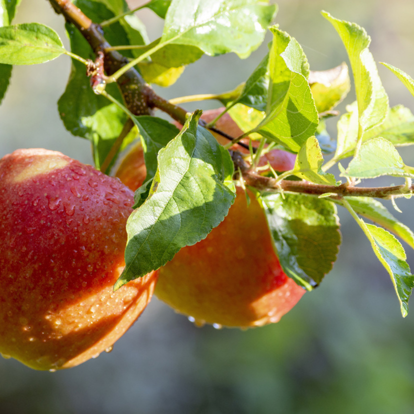 Como plantar maçã: com sementes, em casa, cuidados, clima e mais!