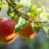 Como plantar maçã: com sementes, em casa, cuidados, clima e mais!