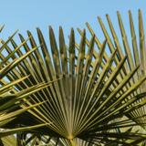 Livistona chinensis: como cuidar desta palmeira, significado e mais!