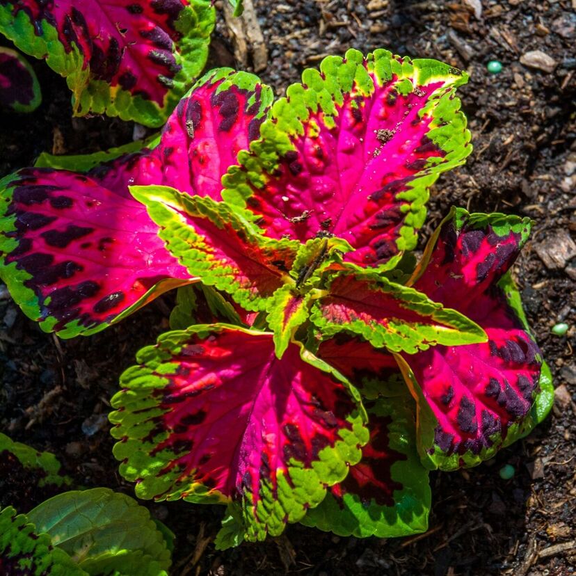 Coleus: como cuidar, características, paisagismo e mais sobre esta planta!