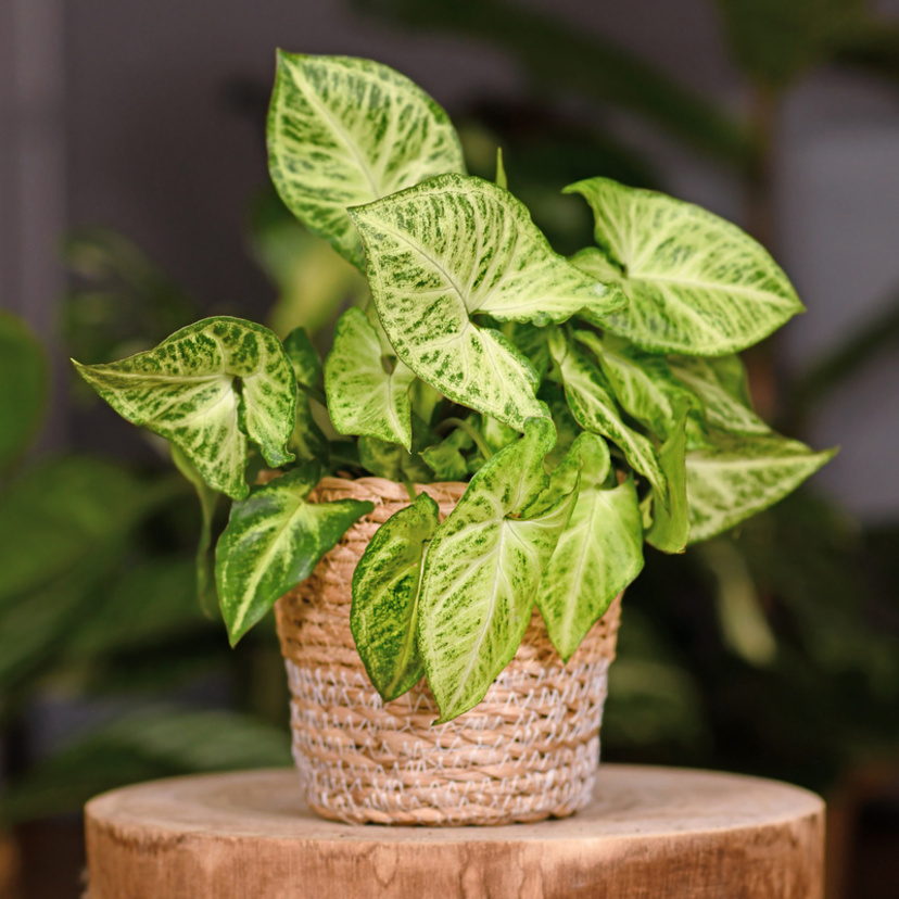 Planta Syngonium podophyllum: cuidados, decoração, vaso e mais!