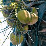 Cocos nucifera: características, usos no paisagismo, como óleo e mais!