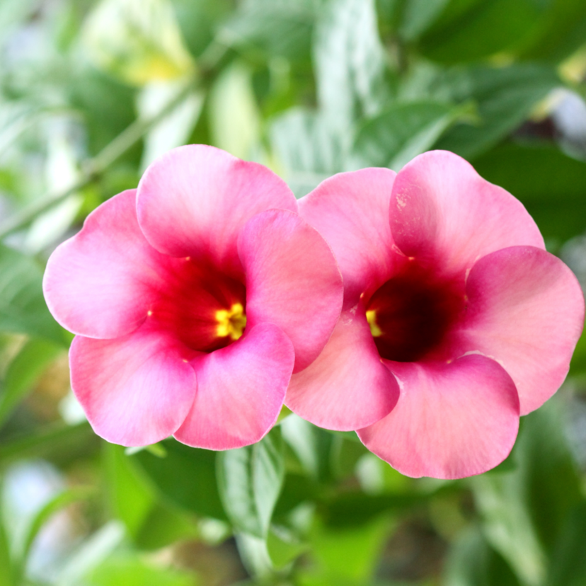 Dipladênia: como cuidar da planta, característica da flor e mais!