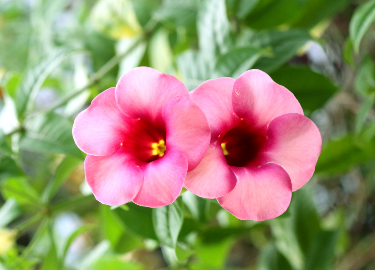 Dipladênia: como cuidar da planta, característica da flor e mais!