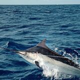 Peixe Marlin: azul, branco, hábitos, dicas de pesca e muito mais!