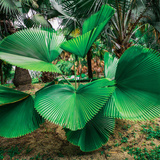 Palmeira licuala: peltata, grandis, vaso, cuidados e mais!
