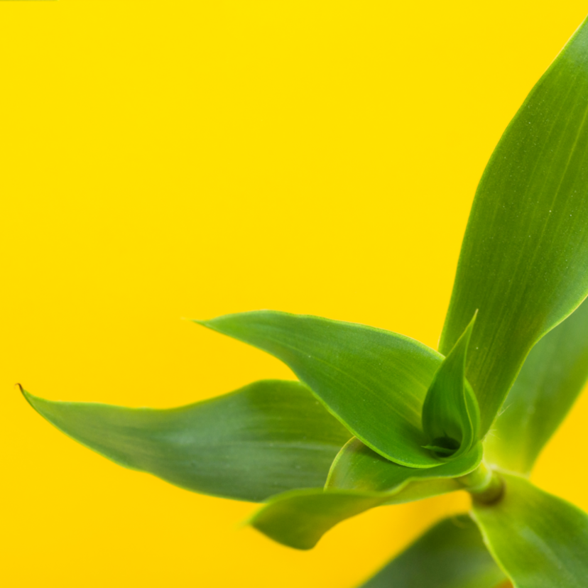 Callisia fragrans: como plantar, cuidar, curiosidades e muito mais!
