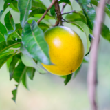 Fruta Abiu: como plantar, cores, benefícios, cuidados e mais!