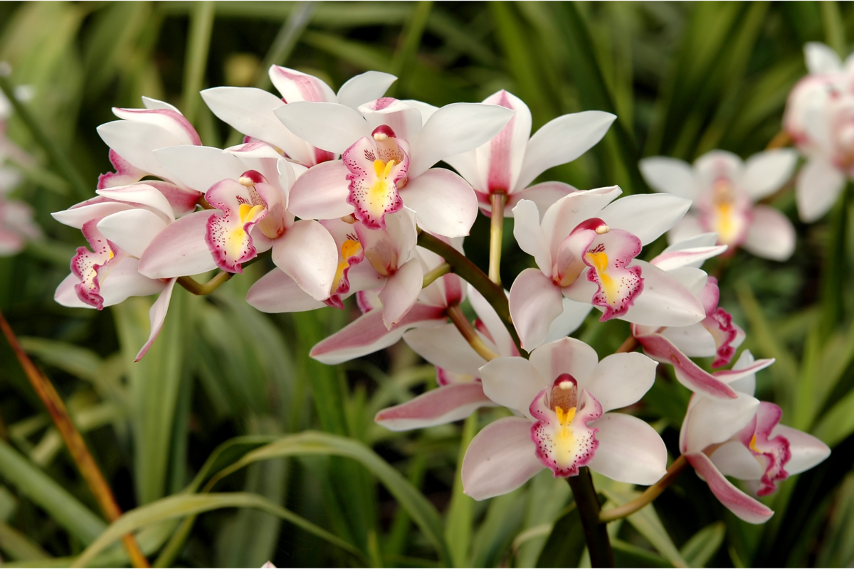Cymbidium: espécies, como cuidar e mais destas orquídeas!