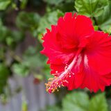 Flor hibisco: para que serve, benefícios, significado e mais!