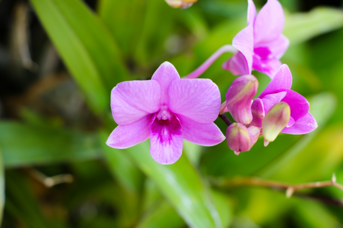Orquídea denphal: como cuidar da mini orquídea, fazer florir e mais!