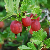 Groselha: como cultivar esta fruta, seus benefícios e mais!