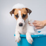 Os 10 melhores shampoos para cachorro de 2023: a seco, neutro, para limpeza profunda e mais!