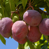 Manga rosa: fruta, benefícios, características, como cuidar e mais!