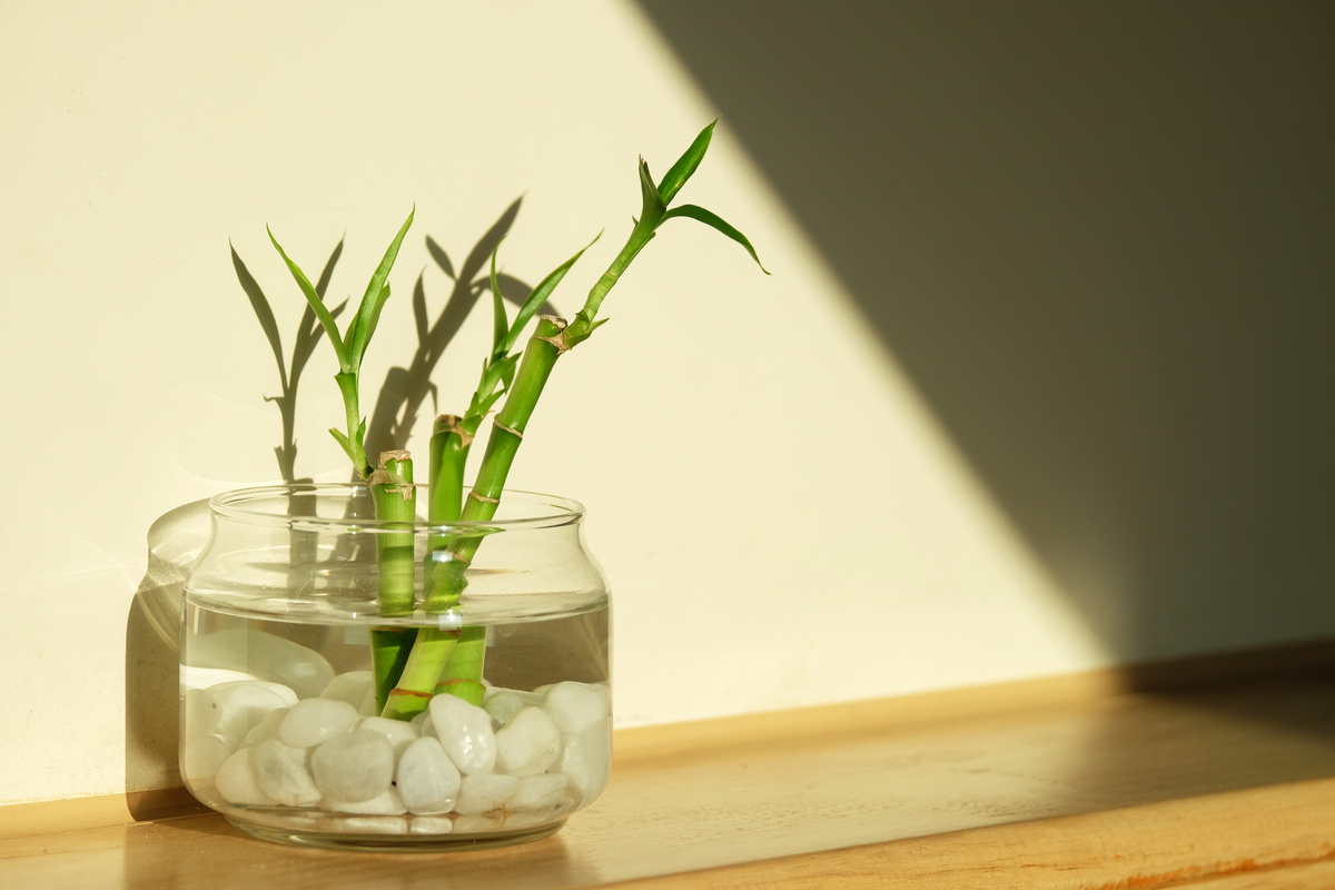 Bambu da sorte em vaso de vidro com água e pedras