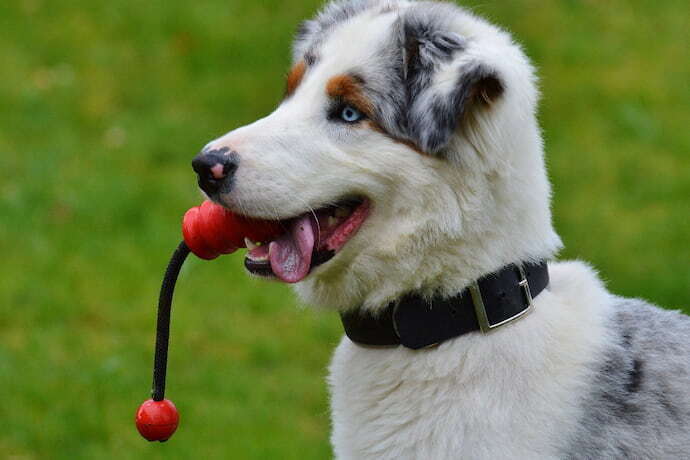 Cachorro com um brinquedo na boca