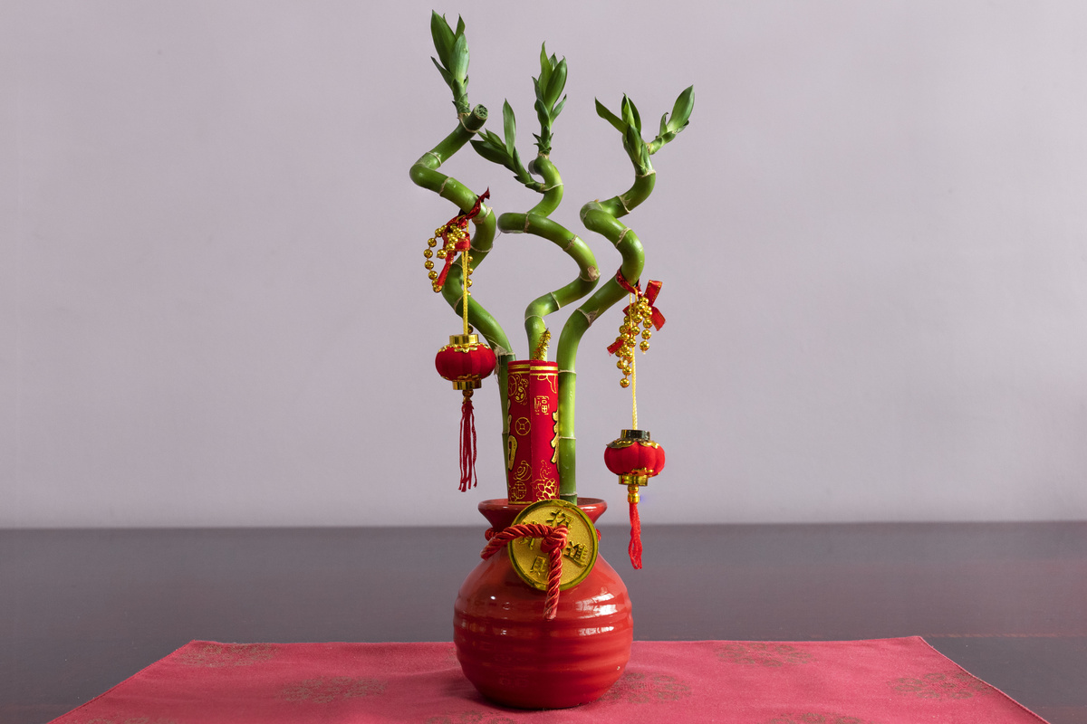 Bambu da sorte em vaso vermelho