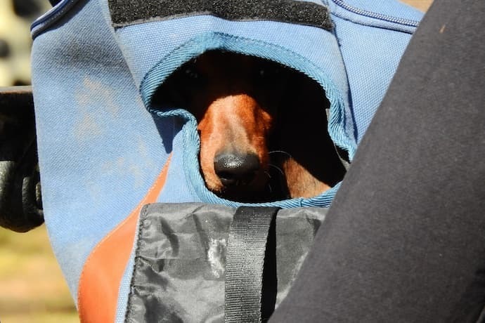 Bolsa canguru coberta com cachorro dentro