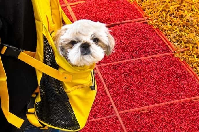 Cachorro em uma bolsa de canguru amarela